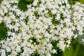 Close-up of elderberry flowers