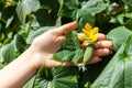 Close up of elderly woman farmer hands check cucumbers. Healthy eating and agriculture concept Royalty Free Stock Photo