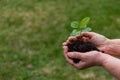 Close-up of an elderly woman& x27;s hands with an apple tree sprout. Grandma holding a plant outdoors.