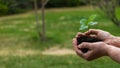 Close-up of an elderly woman& x27;s hands with an apple tree sprout. Grandma holding a plant outdoors.