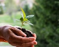 Close-up of an elderly woman& x27;s hands with an apple tree sprout. Grandma holding a plant outdoors.