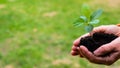 Close-up of an elderly woman& x27;s hands with an apple tree sprout. Grandma holding a plant outdoors.