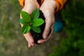 Close-up of an elderly woman& x27;s hands with an apple tree sprout. Grandma holding a plant outdoors.