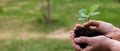 Close-up of an elderly woman& x27;s hands with an apple tree sprout. Grandma holding a plant outdoors.