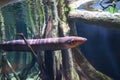 Electric eel in freshwater aquarium Royalty Free Stock Photo