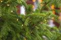 close-up of an electric garland lit in the branches of a green fir tree