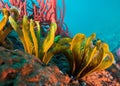 Close up of Elegant Feather stars Tropiometra carinata