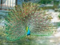 Close up of a elegant Indian male peacock bird displaying Royalty Free Stock Photo