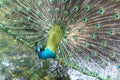 Close up of a elegant Indian male peacock bird displaying Royalty Free Stock Photo