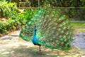 Close up of a elegant Indian male peacock bird displaying Royalty Free Stock Photo