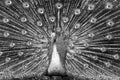 Close up of a elegant Indian male peacock bird displaying Royalty Free Stock Photo