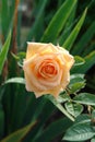 A close up of elegant pale apricot rose of the 'Osiana' (Oceana) variety Royalty Free Stock Photo