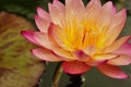 Close up, elegant, lotus, drawing