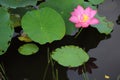Close-up of an elegant pink lotus flowers blooming among lush leaves in a pond Royalty Free Stock Photo