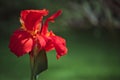 Close-up of a Elegant red Indian Shot flower Canna Indica in a South American garden. Royalty Free Stock Photo