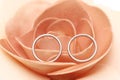 Silver pair ring inside rose Royalty Free Stock Photo