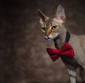 Close up of elegant sphync cat looking down to side Royalty Free Stock Photo