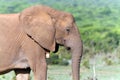 Close-up of a elephant in the Addo National Park