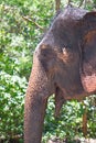 Close up of elephant Royalty Free Stock Photo
