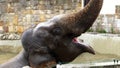 close-up, an elephant is bathing in a special pool at the zoo. elephant raised the trunk high Royalty Free Stock Photo
