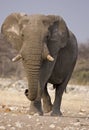 Close-up of Elephant bull walking in rocky field