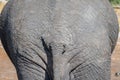 Close up of an elephant butt