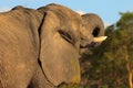 A close up of an elephant drinking Royalty Free Stock Photo