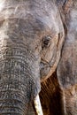 Close up Elephant drinking water in tanzania safari tusk Royalty Free Stock Photo