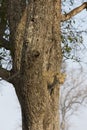 Close-up of a elephant ear, eye and nose portrait in artistic co Royalty Free Stock Photo