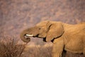 Close-up of an elephant eating bark from dry thorn shrub Royalty Free Stock Photo