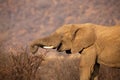 Close-up of an elephant eating bark from dry thorn shrub Royalty Free Stock Photo