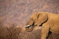 Close-up of an elephant eating bark from dry thorn shrub Royalty Free Stock Photo