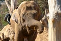 Close-up of an elephant eating tree branches. Royalty Free Stock Photo