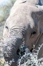 Close-up of an Elephant Royalty Free Stock Photo