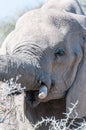 Close-up of an Elephant Royalty Free Stock Photo