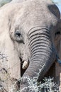 Close-up of an Elephant Royalty Free Stock Photo