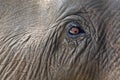 Close-up elephant eye. Royalty Free Stock Photo