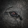 Close up of elephant eye Royalty Free Stock Photo