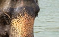 Close up elephant face portrait photo in national park Royalty Free Stock Photo
