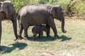 Close up of elephant family with a newborn baby elephant in a National Park of Sri Lanka Royalty Free Stock Photo