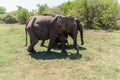 Close up of elephant family with a newborn baby elephant in a National Park of Sri Lanka Royalty Free Stock Photo