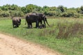 Close up of elephant family with a newborn baby elephant in a National Park of Sri Lanka Royalty Free Stock Photo