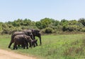 Close up of elephant family with a newborn baby elephant in a National Park of Sri Lanka Royalty Free Stock Photo