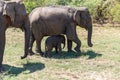 Close up of elephant family with a newborn baby elephant in a National Park of Sri Lanka Royalty Free Stock Photo