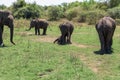 Close up of elephant family with a newborn baby elephant in a National Park of Sri Lanka Royalty Free Stock Photo