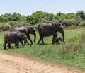 Close up of elephant family with a newborn baby elephant in a National Park of Sri Lanka Royalty Free Stock Photo