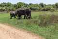 Close up of elephant family with a newborn baby elephant in a National Park of Sri Lanka Royalty Free Stock Photo