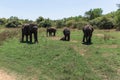 Close up of elephant family with a newborn baby elephant in a National Park of Sri Lanka Royalty Free Stock Photo