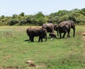 Close up of elephant family with a newborn baby elephant in a National Park of Sri Lanka Royalty Free Stock Photo