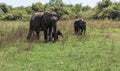 Close up of elephant family with a newborn baby elephant in a National Park of Sri Lanka Royalty Free Stock Photo